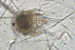 Nauplius larvy cirripede