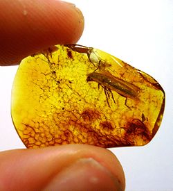 Включване на балтийски кехлибар: Nothorhina granulicollis Zang, 1905 (Coleoptera, Cerambycidae)