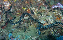 Gebänderter Seekrait, Laticauda