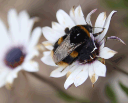 Abeja defecando: notable toma. Observe la contracción del ano que crea una presión interna.  