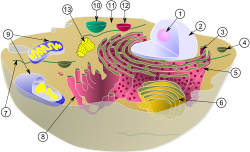 Eine typische Tierzelle. Innerhalb des Zytoplasmas befinden sich die wichtigsten Organellen und Zellstrukturen: (1) Nukleolus (2) Kern (3) Ribosom (4) Vesikel (5) rauhes endoplasmatisches Retikulum (6) Golgi-Apparat (7) Zytoskelett (8) glattes endoplasmatisches Retikulum (9) Mitochondrien (10) Vakuole (11) Zytosol (12) Lysosom (13) Zentriole.