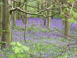 Covert do Coronel, East Leake, South Nottinghamshire