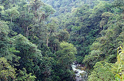 Les arbres de la forêt tropicale
