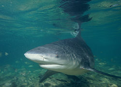 Un requin taureau