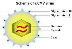 Tudi citomegalovirus ima zunanjo ovojnico.