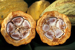Kaakaopapuja kaakaopallossa