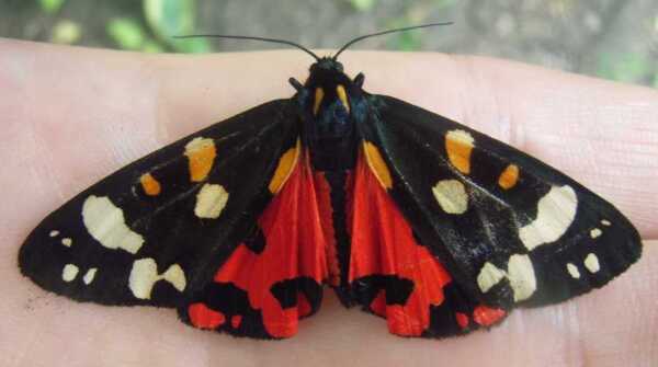 Callimorpha dominula morpha typica z rozpostartymi skrzydłami. Polimorfizm u tego gatunku był badany przez Forda przez wiele lat. Czerwone z czarnymi tylnymi skrzydłami, ujawniającymi się w locie, ostrzegają o jego szkodliwym smaku. Przednie skrzydła są kryptyczne, w spoczynku zakrywają tylne. Tutaj ćma, na ludzkiej dłoni, odpoczywa, ale jest czujna, i odchyliła przednie skrzydła do przodu, aby ujawnić ostrzegawczy błysk.