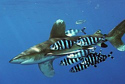 Un requin océanique à pointe blanche photographié sur le récif d'Elphinstone, en mer Rouge, Egypte, nageant avec des poissons-pilotes