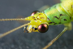  Primi piani di Chrysopa sp. non identificato da Austins Ferry, Tasmania, Australia