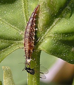  Larva di una comune merlettaia (Chrysoperla carnea) o forse C. mediterranea che si nutre di un afide