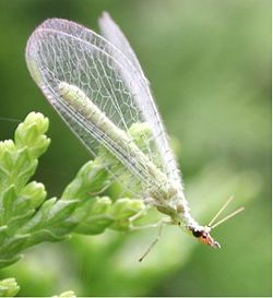 Τα Lacewings διατίθενται από τους αντιπροσώπους βιοελέγχου.