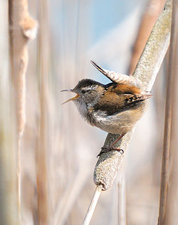 Blatnice bahenní (Cistothorus palustris), jedna z mnoha amerických blatnic.