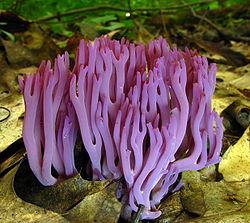 アメリカ、ウェストバージニア州のバブコック州立公園に生息するサンゴ菌Clavaria zollingeri。