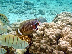 Un pez limpiador trabajando sobre un pez dragón en un arrecife de coral en Hawaii  