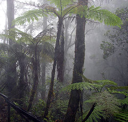 Boomvarens in een nevelwoud op Mount Kinabalu, Borneo