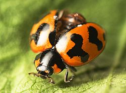 Coccinella transversalis , elitre (casse delle ali) in posizione aperta