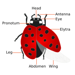 Il pronotum di una coccinella può talvolta essere scambiato per l'intera testa della coccinella