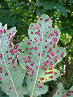 agallas en una hoja de roble causadas por una avispa  