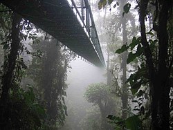 Een van de hangende bruggen van de hemelwandeling in het Monteverde nevelwoudreservaat in Costa Rica