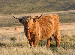Uma vaca das Highlands em Dartmoor, na Inglaterra