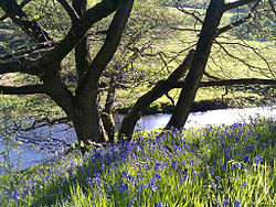 Campainhas azuis em Dane-in-Shaw Brook SSSI perto de Congleton