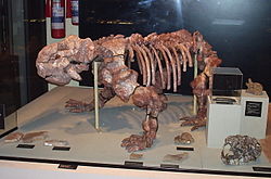 Dinodontosaurus - jeden z niewielu rodzajów dicynodontów, które przetrwały wymieranie permsko-triasowe. Miał 2,4 m długości i był jednym z największych roślinożerców swoich czasów.