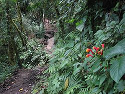El Sendero de los quetzales en Panamá