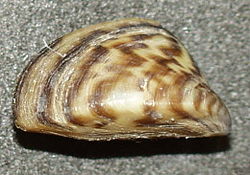 Dreissena polimórfico