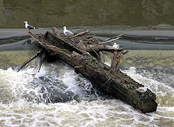 Dřevo zachycené na jezu řeky Avon, Bath, Anglie