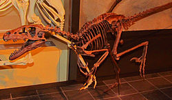 Dromaeosaurus Ottawa muuseumis