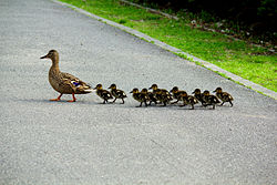 Patitos en fila