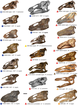 Crânes d'Edmontosaurus : une collection de presque tous les spécimens connus