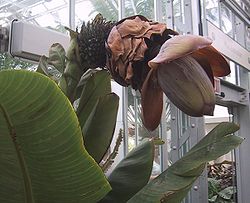 Ensete superbum en el Jardín Botánico de Estados Unidos.  