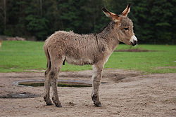 Ezel, drie weken oud