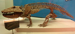 Eryops , vista lateral