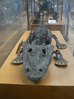 Eryops , značilen za velike zgodnje dvoživke pred 310-295 milijoni let