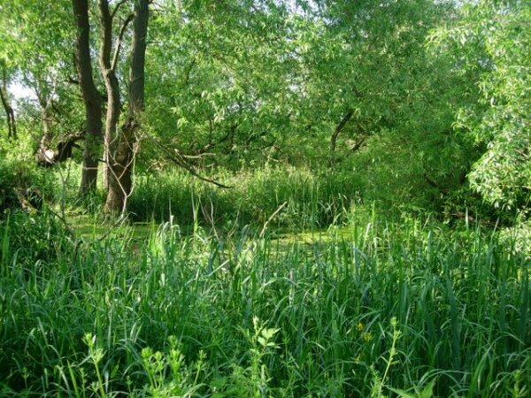 Suffolk'ta aşırı büyümüş küçük bir nemli alan, belki de orijinal çimenlik habitatına benzer