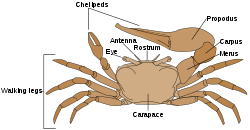 Krabja anatomija