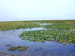 Palude d'acqua dolce in Florida
