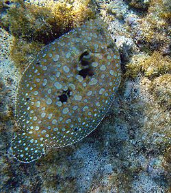 Platija de flor, Bothus mancus, Bahía de la Chiva, en Hawaii  