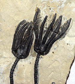 Coroas de crinoides fósseis.