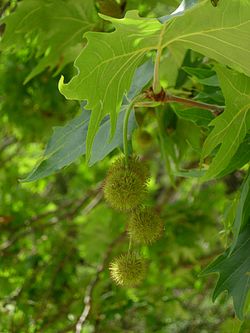 Feuilles et fruits