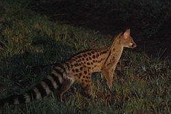 Genet i Botswana om natten