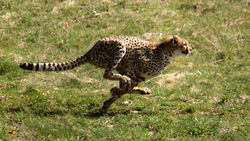 Cheetah