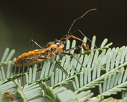 La punaise tueuse d'orange se nourrissant d'un scarabée