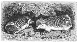 Armadillo zână roz, Chlamyphorus truncatus