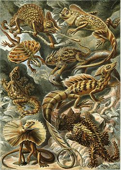 "Lacertilia", от "Kunstformen der Natur" на Ернст Хекел, 1904 г.