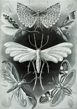 Některé typické mikrolepidoptery. Nahoře uprostřed je znázorněna můra Alucitid Many-plumed; uprostřed bílá můra Pterophorid Plume.