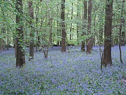Bluebell wood, Hallerbos, Bélgica
