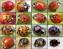 Harmonia axyrdis , la coccinella arlecchino, ha molte varietà di colore